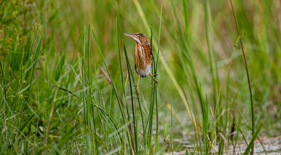 A least bittern hunts and perches on reeds at Lakes Park recently. The small herons are difficult to locate because of their size and propensity to stay hidden in vegetation in freshwater or brackish marshes. 
