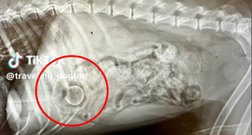 An X-ray of the duck lodged in the dog's stomach.