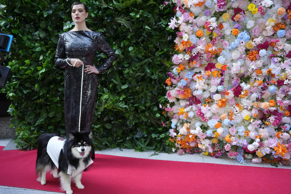 A dog and model attend the Pet Gala fashion show at AKC Museum of The Dog, Monday, May 20, 2024, in New York. (Photo by Charles Sykes/Invision/AP)