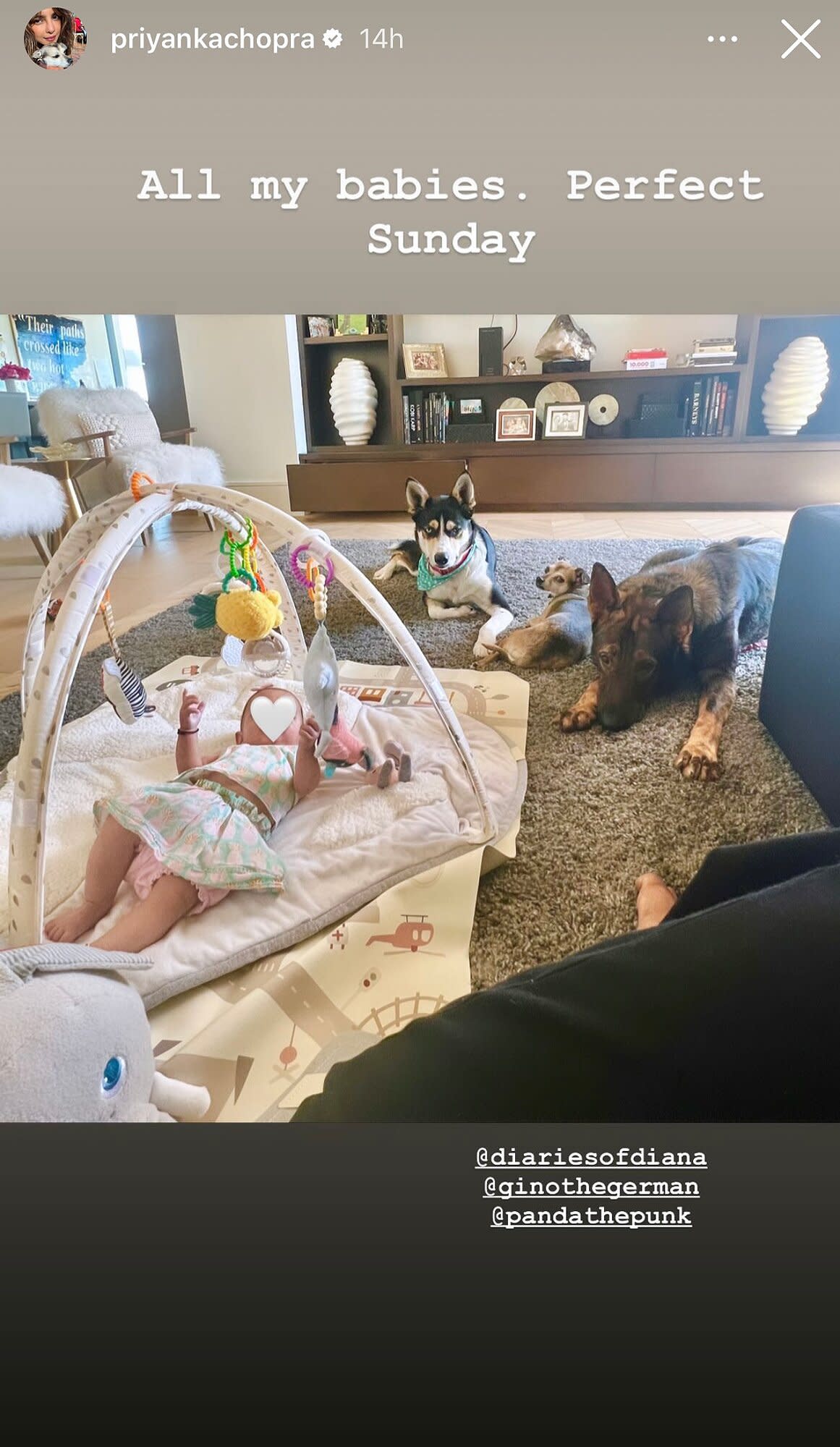 Priyanka Chopra Jonas Has ‘Perfect Sunday’ with Baby Daughter Malti and Family Dogs