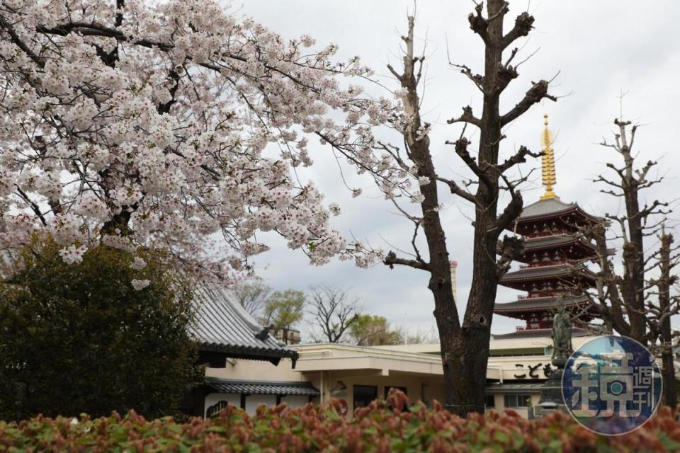 今年的日本櫻花整體開花及滿開時間提前好幾日。