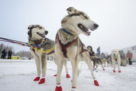 Dogs from two-time Iditarod champion, Mitch Seavey wait their turn in the staging area before the official start of the 2015 Iditarod Trail Sled Dog race in Fairbanks, Alaska March 9, 2015. REUTERS/Mark Meyer