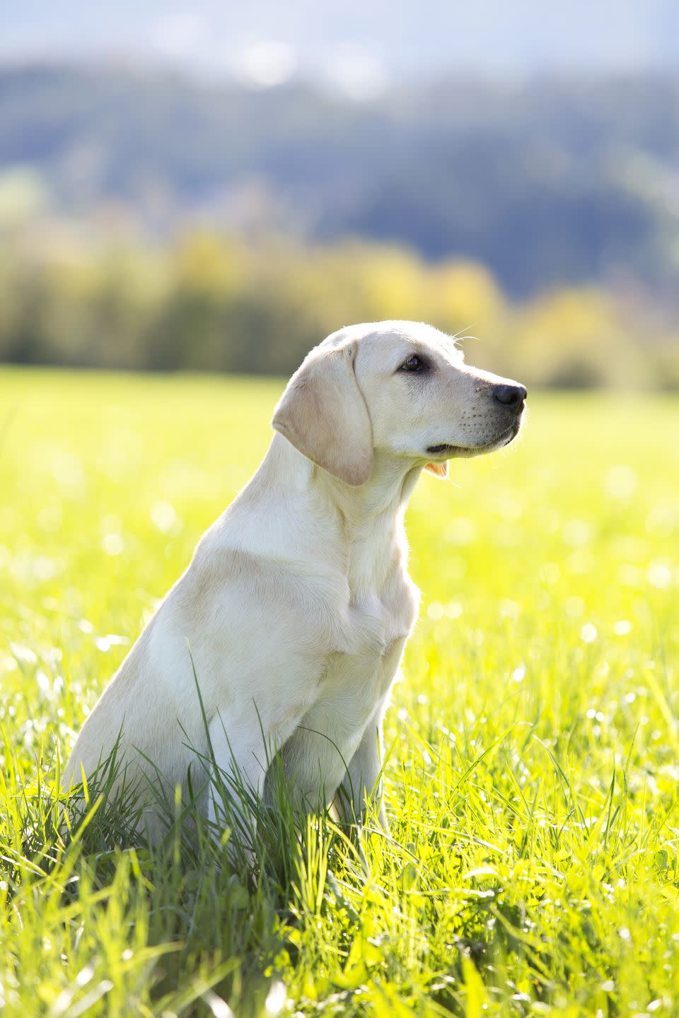 best large dog breeds