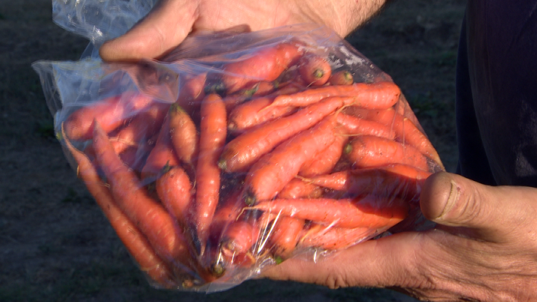 Breaking ground: Market gardens in northern Sask. growing prosperity from 'sand'