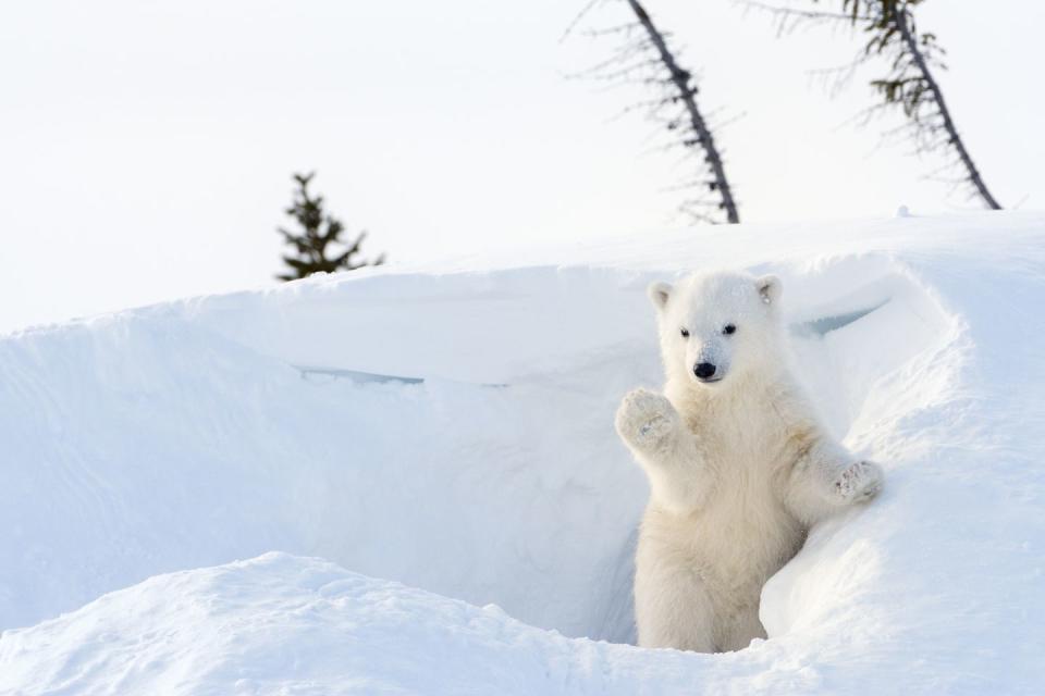 This Friendly Polar Bear