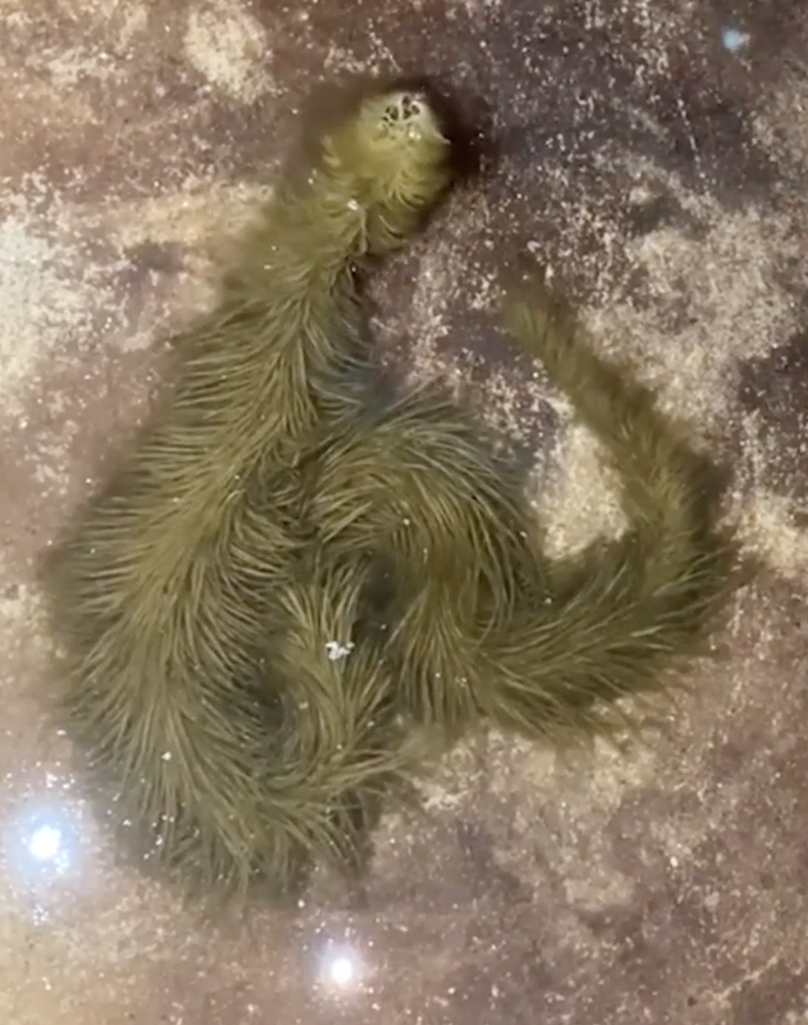 A snake in some water covered in long fringy green algae