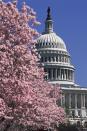 <p>The U.S. capital transforms into a botanical paradise with gorgeous cherry blossoms blooming from countless trees flanking the streets and parks. The pink and white petals fall to the ground turning sidewalks into pastel-colored paths that are almost too pretty to walk on. The best place to see these awe-inspiring flowers? <a href="https://nationalcherryblossomfestival.org/" rel="nofollow noopener" target="_blank" data-ylk="slk:The National Cherry Blossom Festival;elm:context_link;itc:0;sec:content-canvas" class="link ">The National Cherry Blossom Festival</a> (March 20 - April 16), of course. Get an up-close-and-personal look at these magnificent wonders sprinkled around the Tidal Basin in West Potomac Park, in East Potomac Park (Hains Point) and on the Washington Monument grounds. </p><p>After you’ve taken in the sights, visitors can stay at the <a href="https://www.salamanderdc.com/" rel="nofollow noopener" target="_blank" data-ylk="slk:Salamander Washington DC;elm:context_link;itc:0;sec:content-canvas" class="link ">Salamander Washington DC</a>, which is just minutes from popular attractions and restaurants. What’s more, many of the hotel’s 373 rooms and suites overlook the Potomac River and Tidal Basin — giving guests a first-hand glimpse of the gorgeous cherry blossoms. Plus, if you want to really unwind, don’t miss the spa for special offerings like the Cherry Blossom Treatment, a seasonal full body ritual inspired by Japanese tradition.</p><p><a class="link " href="https://go.redirectingat.com?id=74968X1596630&url=https%3A%2F%2Fwww.tripadvisor.com%2FTourism-g28970-Washington_DC_District_of_Columbia-Vacations.html&sref=https%3A%2F%2Fwww.goodhousekeeping.com%2Flife%2Ftravel%2Fg42735821%2Fbest-places-to-travel-in-april%2F" rel="nofollow noopener" target="_blank" data-ylk="slk:Shop Now;elm:context_link;itc:0;sec:content-canvas">Shop Now</a></p>