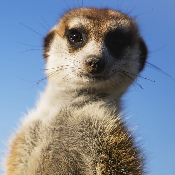 A meerkat