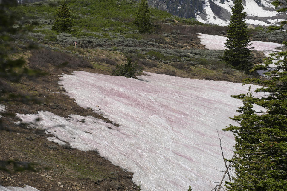 An algae that provides snow banks a pink hue has piqued the curiosity of drivers and hikers traversing Guardsman Pass on Wednesday, June 28, 2023, near Park City, Utah. The so-called “watermelon snow” comes from algae that swim to the surface and change colors to protect themselves from ultraviolet rays. (AP Photo/Rick Bowmer)