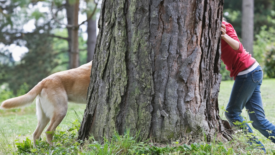 Dog and owner playing hide and seek, hiding behind a tree in the park