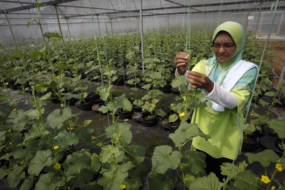 In this photo taken Oct. 4, 2012, a worker checks her plant in a plant nursery, using technology called the "autopot system" at a rural community in Pulau Manis village, Pahang state, Malaysia. Malaysian technology firm Iris Corp. built two years ago this rural community where villagers - 80 families in all - live for free in low-cost bungalows and work on a high-tech hydroponic farm, a setup the company hopes to replicate elsewhere. The government is now involved in a plan to build similar villages across this Southeast Asian country, where nearly one of 10 people in rural provinces lives below the official poverty line. (AP Photo/Vincent Thian)