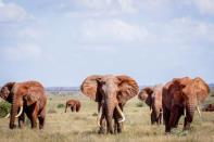 <p>A herd of African elephants. (Bobby-Jo Clow/Caters News Agency) </p>