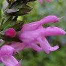 <p>Developed by Rolando Uria, a world-famous breeder from Argentina, Salvia PINK AMISTAD is a cousin of S. 'Amistad', one of the most popular Salvia cultivars, which has sold over four million plants.</p><p>• <a href="https://middletonnurseries.co.uk/" rel="nofollow noopener" target="_blank" data-ylk="slk:Middleton Nurseries;elm:context_link;itc:0;sec:content-canvas" class="link ">Middleton Nurseries</a></p>