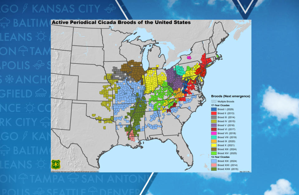 US Forest Service Cicada map