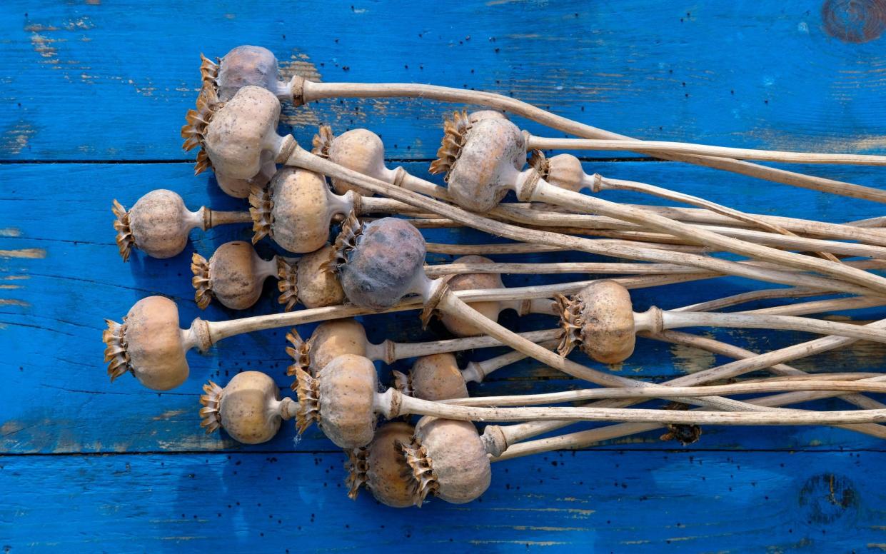 Dried poppy seeds are found inside pods