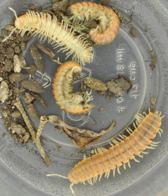 The Alcatraz millipedes, seen in the daylight.