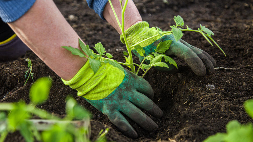 Woman planting a tomato plant in soil