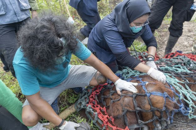 <p>Remise en liberté de l'orang-outan Jala dans la forêt de Tanagupa, à Bornéo. </p>