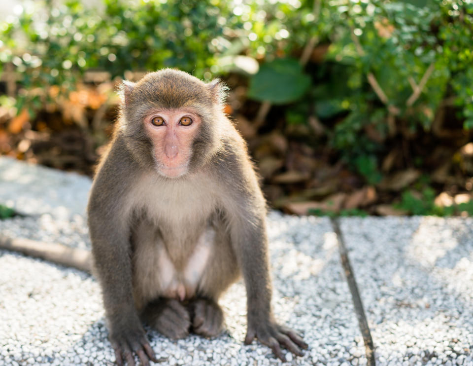 Wild Taiwanese Formosan rock macaque monkey looking at the camera