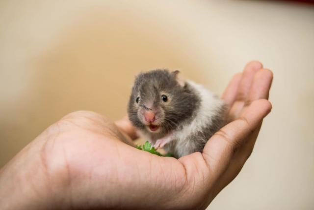 dwarf hamster life span｜TikTok Search