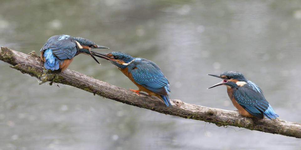 Ravi Parvatharaju, from London, was the overall winner of the Society of International Nature and Wildlife Photographers Bird Photographer of the Year 2020 with his picture of a kingfisher feeding his chicks.