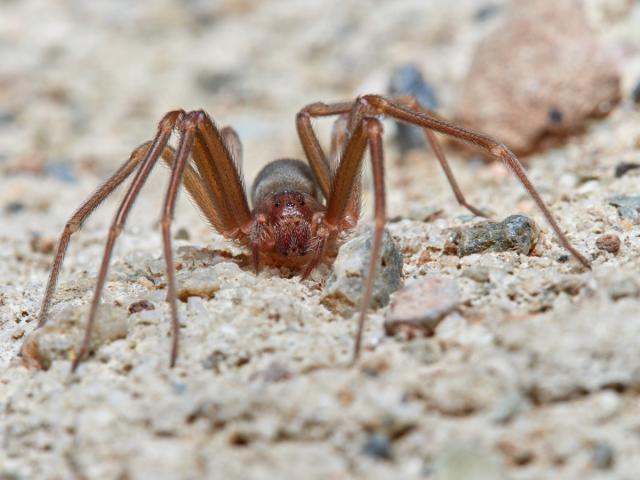 Recluse Spiders at University of Michigan Cause Brief Library Closure - The  New York Times