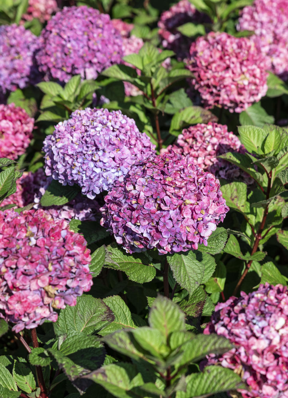 pink hydrangeas