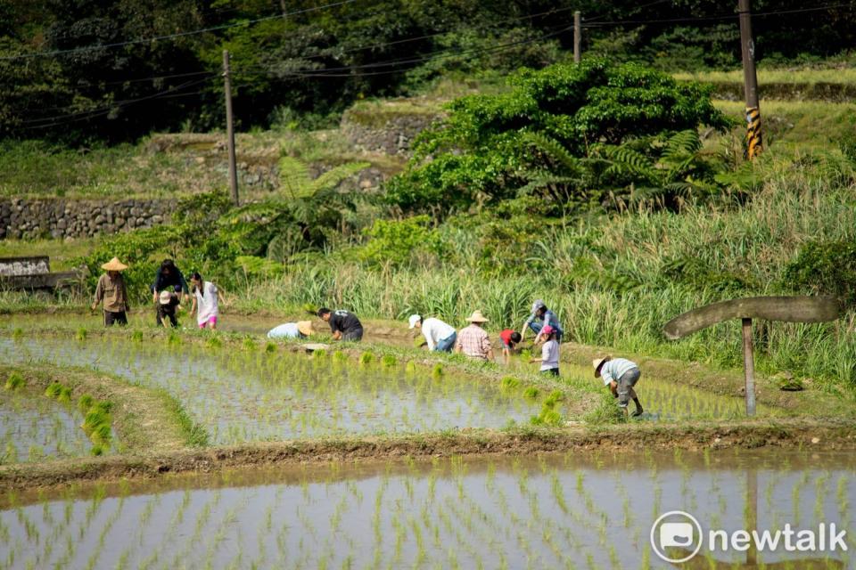 攝影愛好者王鵬程鏡頭下的新北市石門嵩山社區百年梯田。遊客體驗農耕樂趣。