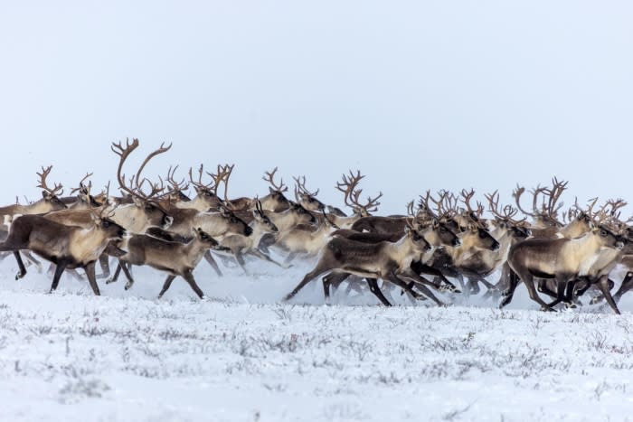 Caribou,Herd,Running,In,The,Snow