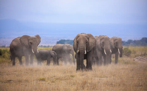 The African elephant population has more than halved since the late 1960s - Credit: Four Corners