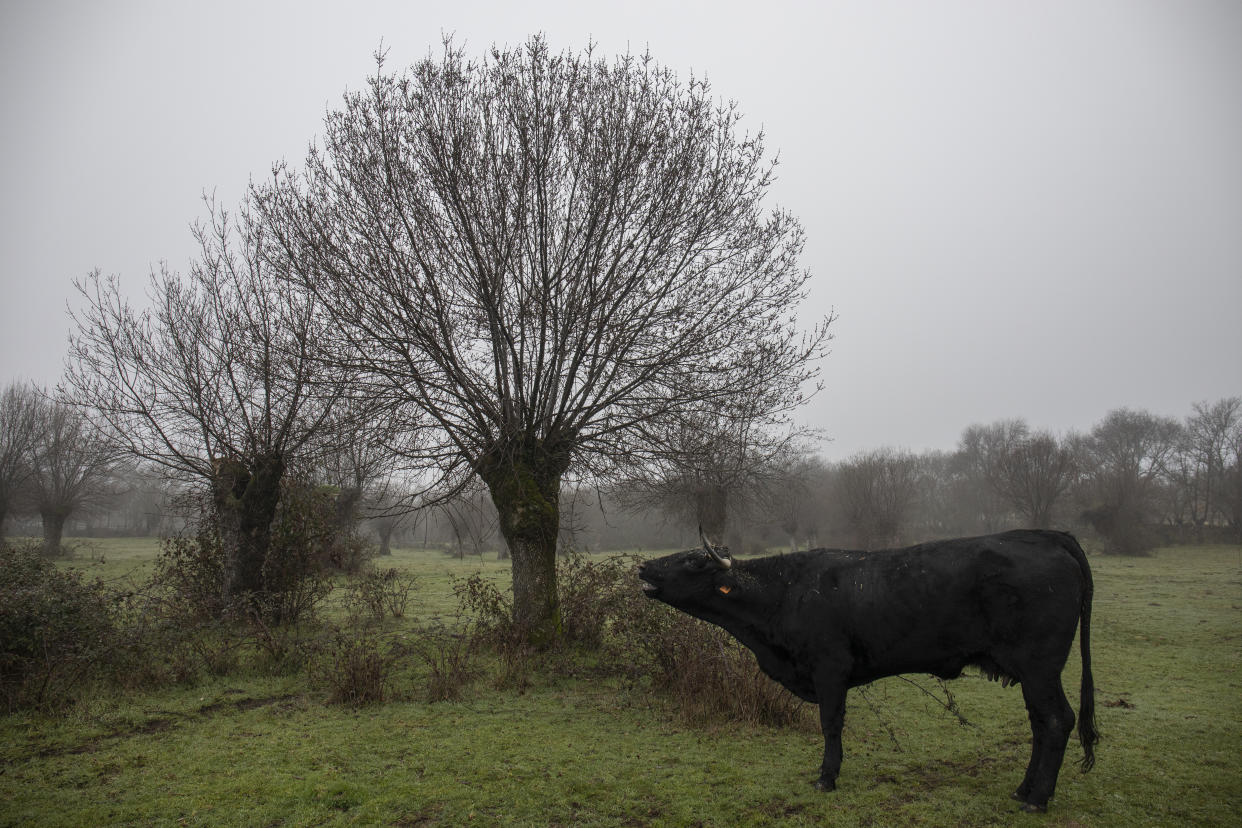 MANZANARES EL REAL, MADRID, SPAIN - JANUARY 15: A cow grazes next to a tree on a farm on January 15, 2023, in Manzanares el Real, Community of Madrid, Spain. For the third consecutive year, the Manzanares El Real town council, through the Department of the Environment and Ecological Transition, is distributing ash firewood from the Monte de Utilidad Publica (MUP), known as Dehesa Boyal de Colmenarejo. This high quality firewood comes from the 'trasmocho' of the estate. The 'trasmocho' of the ash tree is a sustainable activity that is carried out at the end of the summer when the pastures are already dry and consists of pruning the branches of the ash tree so that the cattle can take advantage of the leaves, leaving the wood clean and ready to be used as firewood. (Photo By Rafael Bastante/Europa Press via Getty Images)