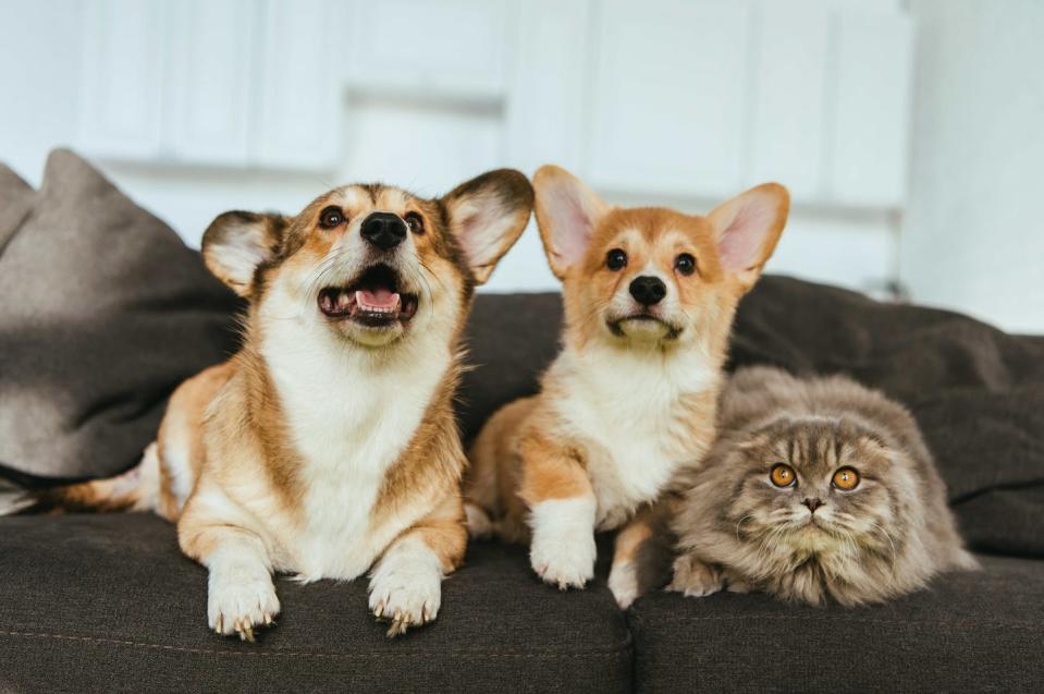 <a href="https://www.shutterstock.com/es/image-photo/welsh-corgi-dogs-british-longhair-cat-1248676474" rel="nofollow noopener" target="_blank" data-ylk="slk:LightField Studios / Shutterstock;elm:context_link;itc:0;sec:content-canvas" class="link ">LightField Studios / Shutterstock</a>