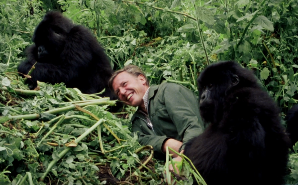 David Attenborough: A Life On Our Planet (Credit: Netflix/WWF/Silverback Films)