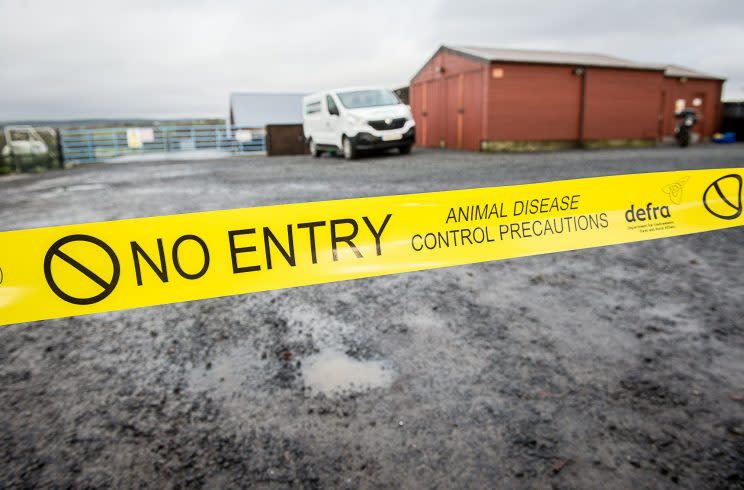 Poultry must be kept indoors for 30 days because of bird flu risk, warns government