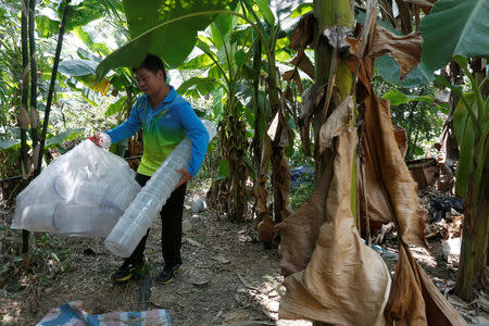 A researcher carries empty containers after releasing male mosquitos on Shazai Island, which has a field studio of Sun Yat-Sen University-Michigan State University Joint Center of Vector Control for Tropical Disease, the world’s largest "mosquito factory" which breeds millions of bacteria-infected mosquitoes, in the fight against the spread of viruses such as dengue and Zika, in Guangzhou, China July 28, 2016. Picture taken July 28, 2016. REUTERS/Bobby Yip