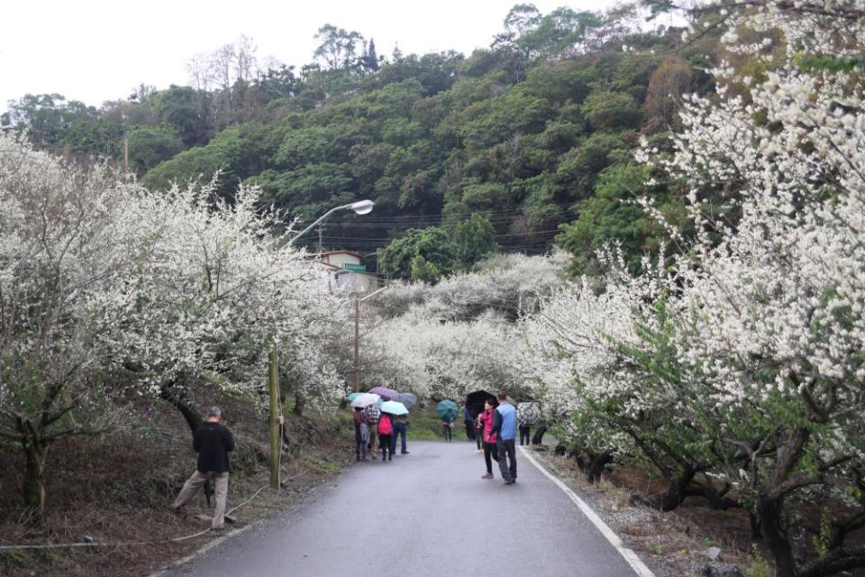 一路欣賞梅花落英繽紛