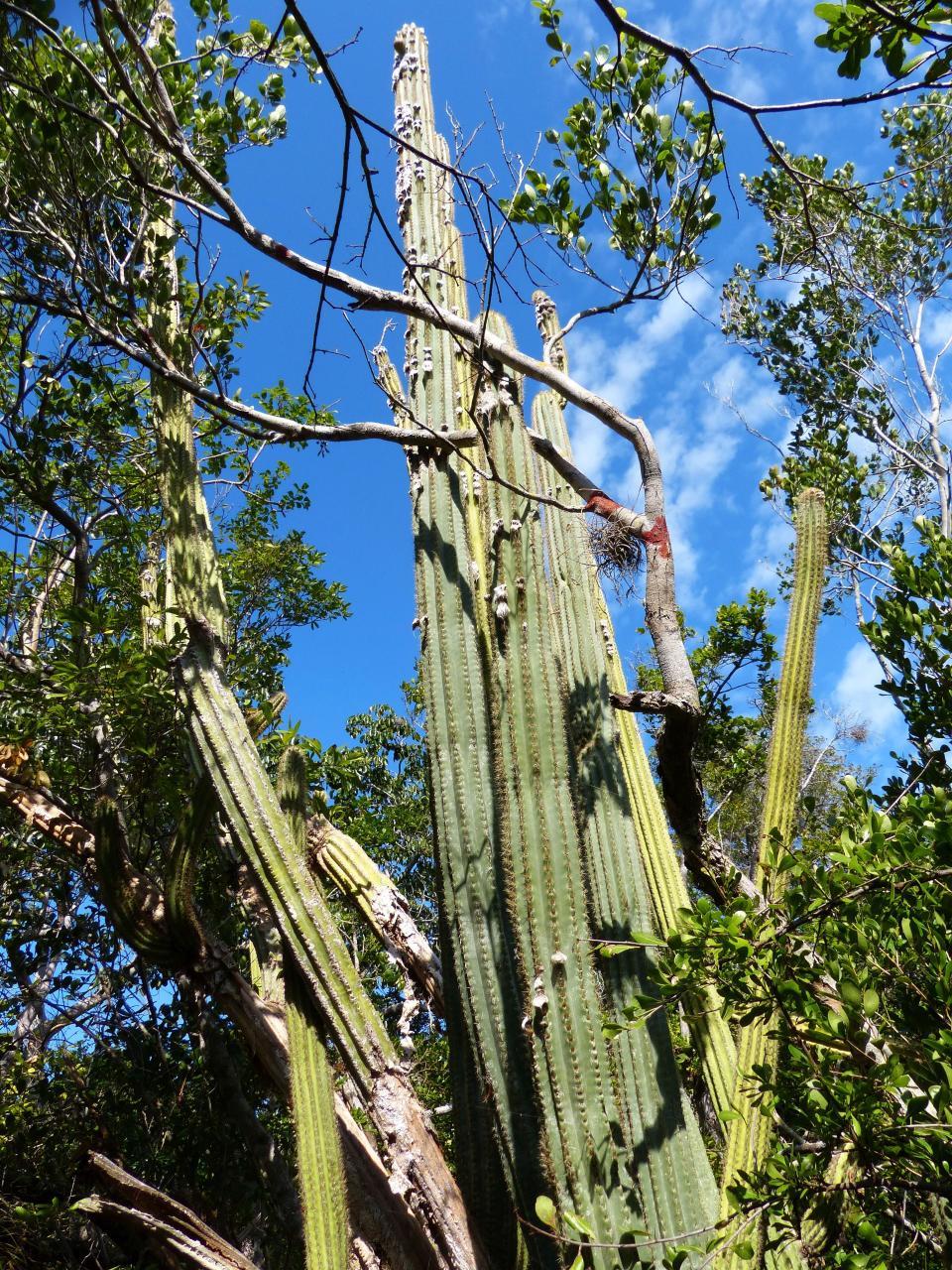 A Key Largo tree cactus rises into the air on Key Largo. The cactus is now considered locally extinct in the U.S.