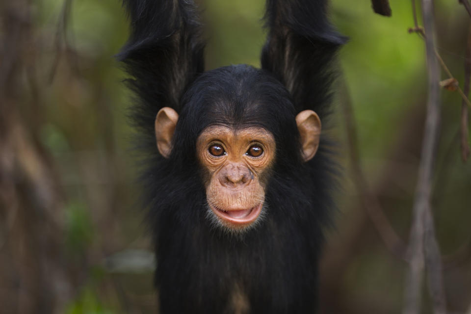 Eastern chimpanzee infant male 'Duke' aged 2 years playing (Pan troglodytes schweinfurtheii). Gombe National Park, Tanzania. October 2013.