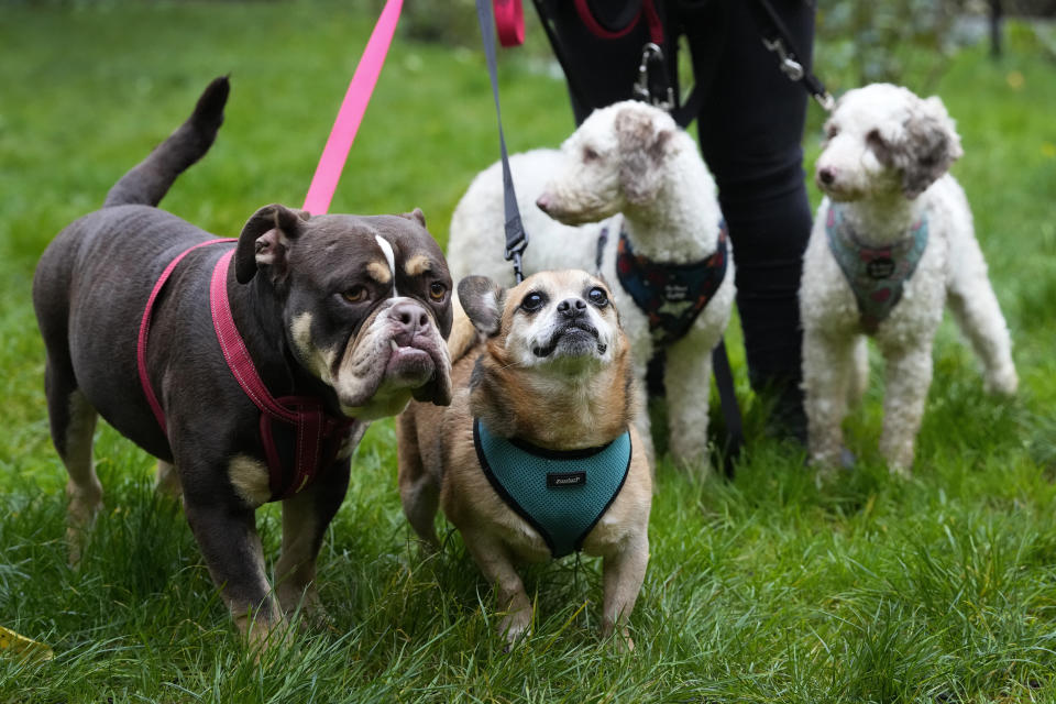 Se recomienda a los dueños de perros limitar las interacciones con otros perros, eviten llevarlos a parques, peluqueros de perros. (AP Photo/Kirsty Wigglesworth)