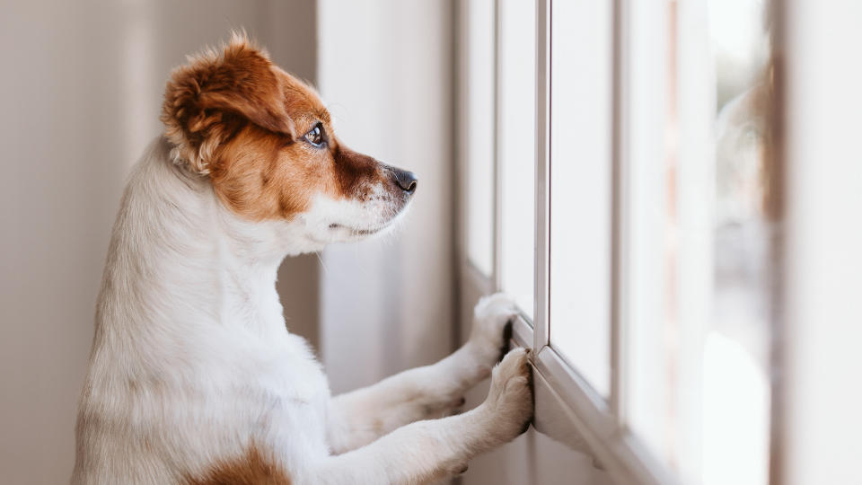 Puppy looking out of window