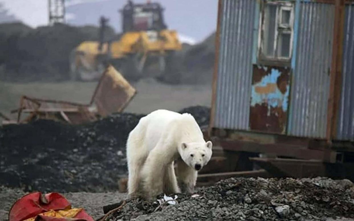 The bear walked hundreds of miles from its natural habitat in the Arctic Ocean - Zapolyarnaya Pravda