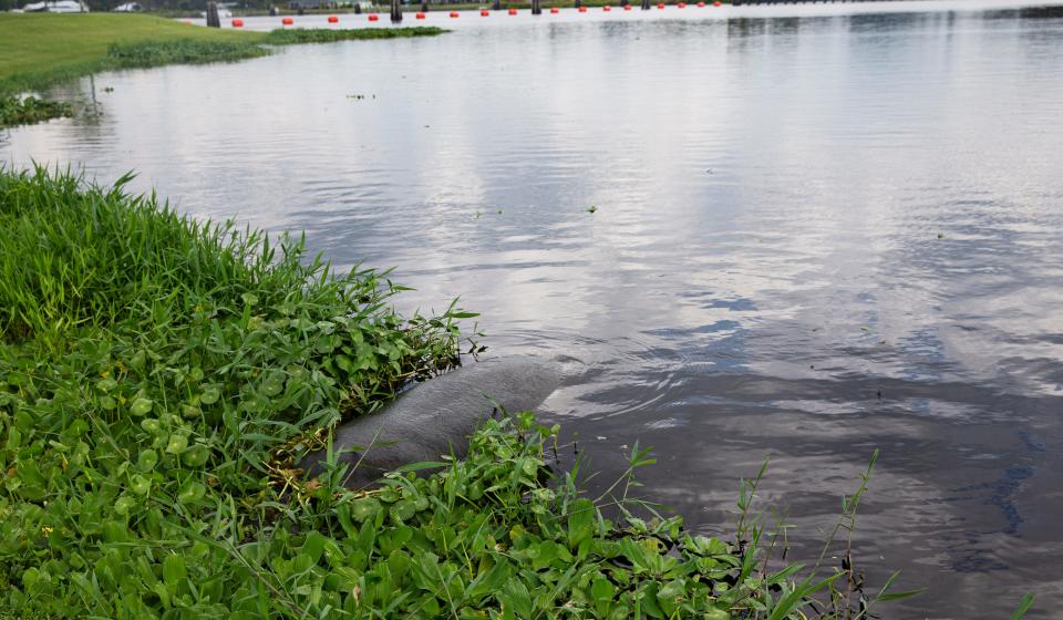 A manatee feeds on plants just up river of the Franklin Locks on the Caloosahatchee River on Friday, June 30, 2023.  