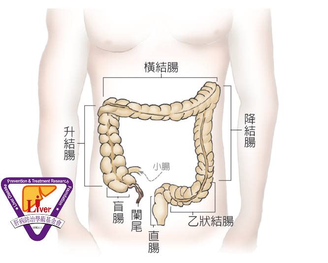 大腸結構圖