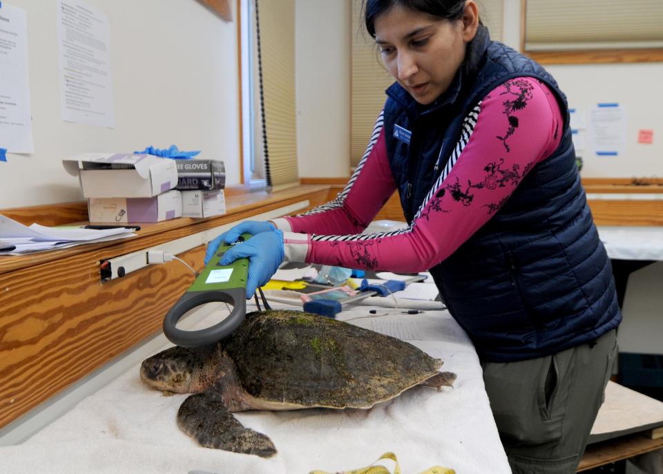 Elora Grahame, a cold-stunned sea turtle technician with Mass Audubon Wellfleet Bay Wildlife Sanctuary in South Wellfleet uses a tag reader on Tuesday to scan a Kemp's ridley turtle to see if it had been previously tagged. The sanctuary is taking in cold-stunned turtles that have washed up on local beaches to document before they are transported to area rehabilitation facilities.