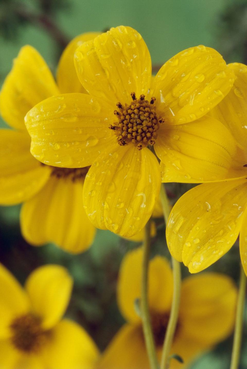 Bidens ferulifera 'Golden eye'