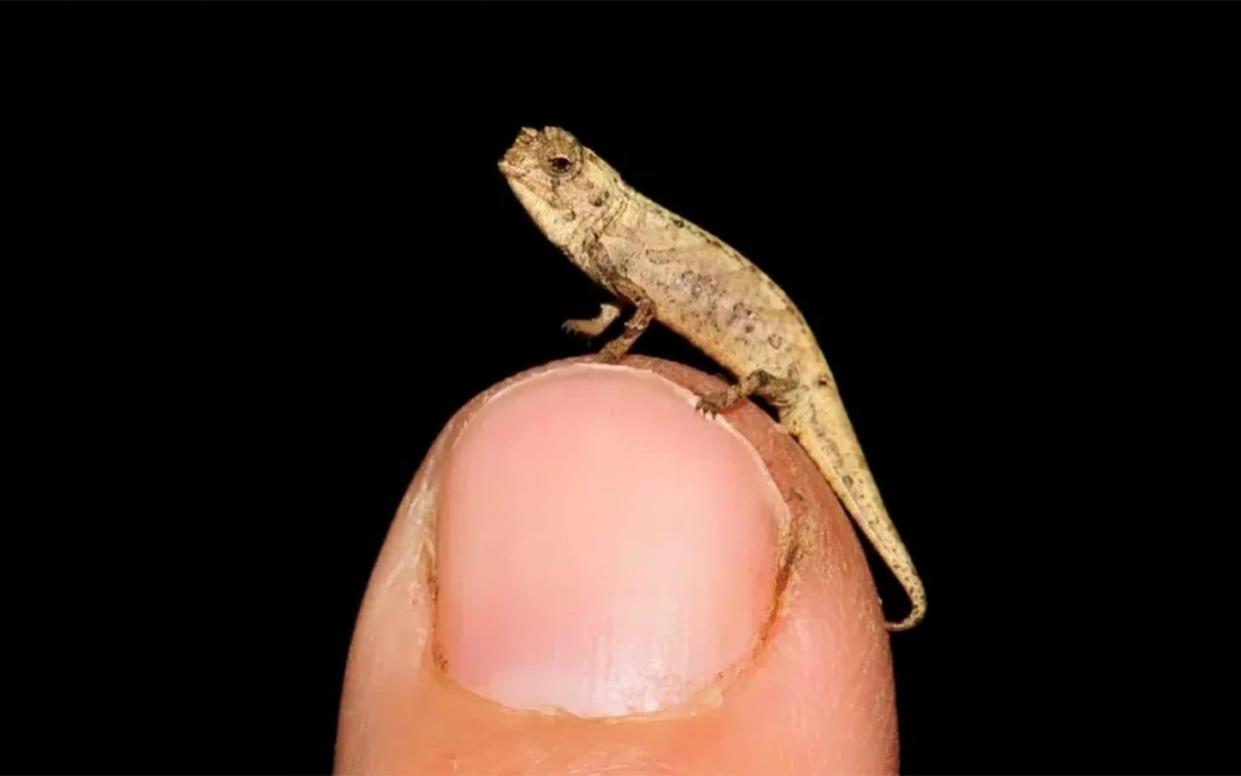 The minute lizard - known as Brookesia nana - Glaw et al, Scientific Reports 2021