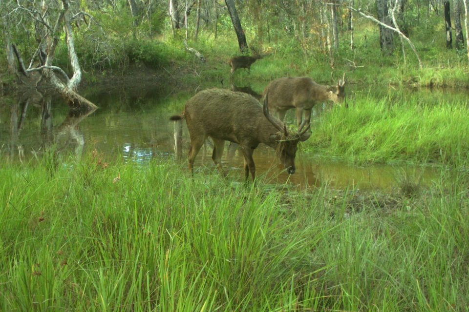 Rusa deer on Wild Duck Island in Queensland, Australia.