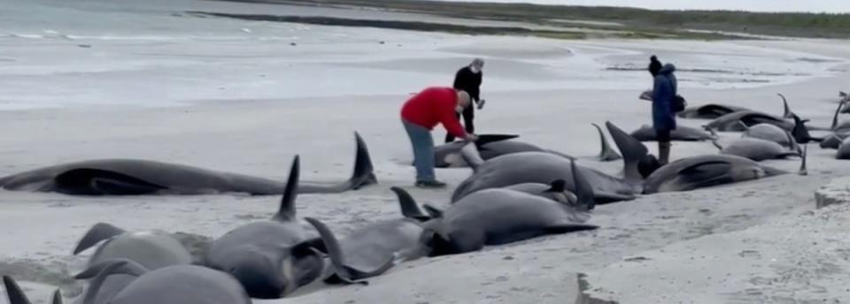 Dozens of whales have died in one of the largest mass strandings in Britain in recent times, with experts ongoingly striving to save the few survivors (BBC)