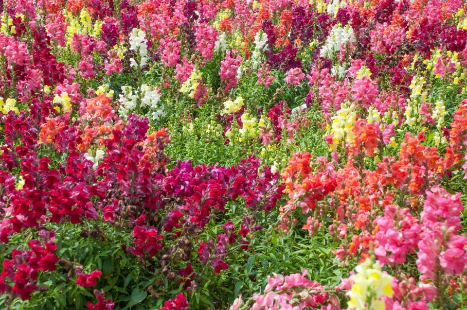 A garden of colorful snapdragons