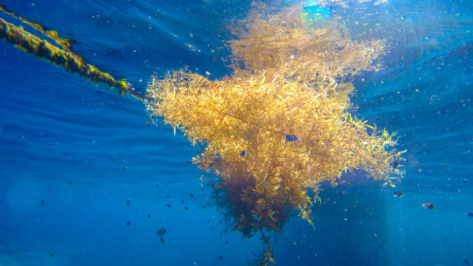 A floating clump of sargassum seaweed.